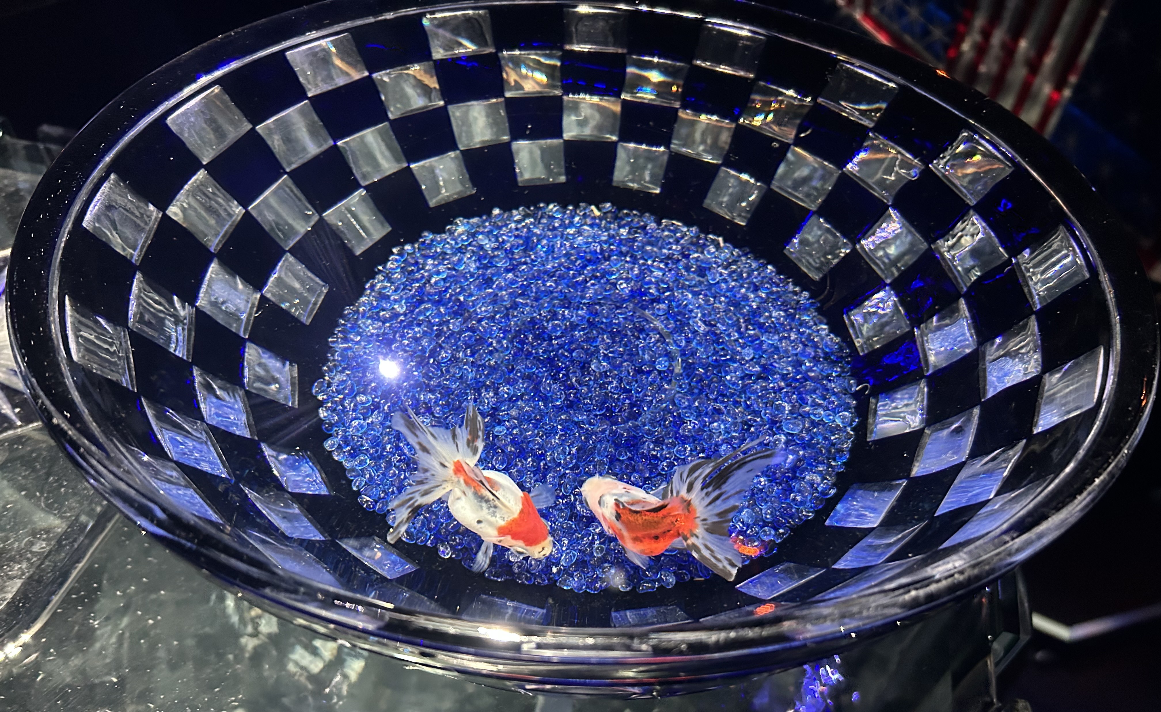 アクアリウム金魚の写真