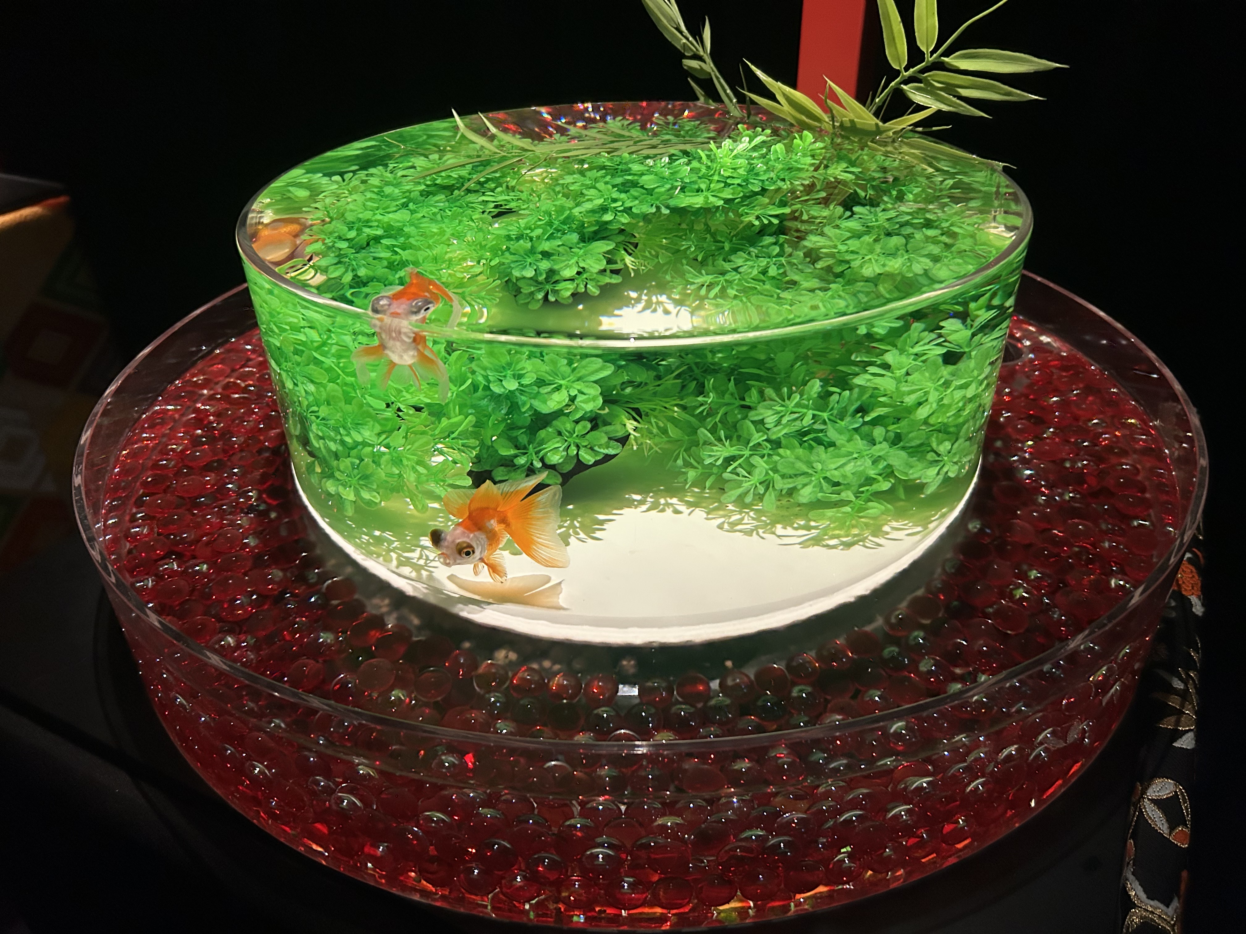 アクアリウム出目金の写真