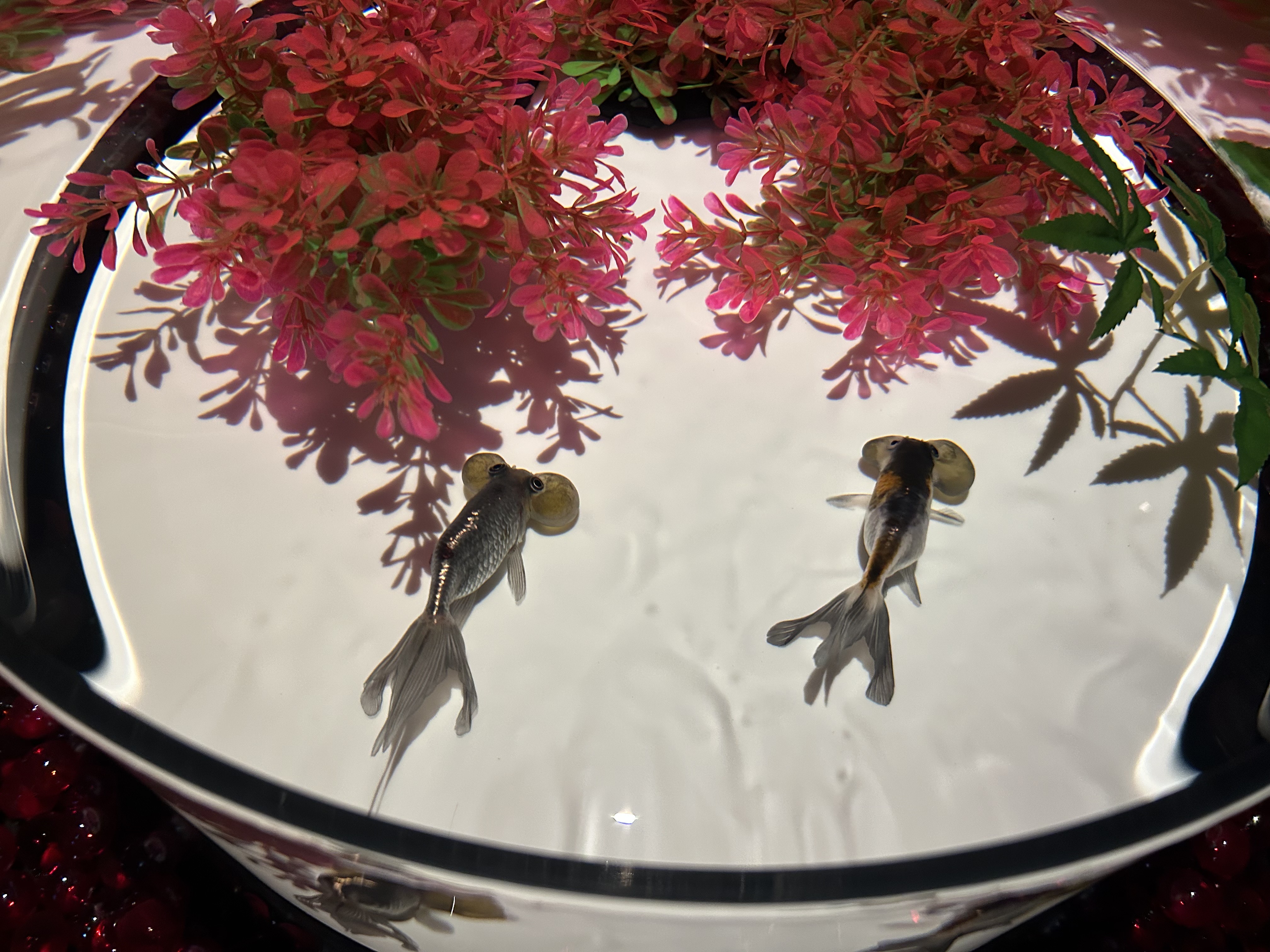 アートアクアリウム出目金の写真