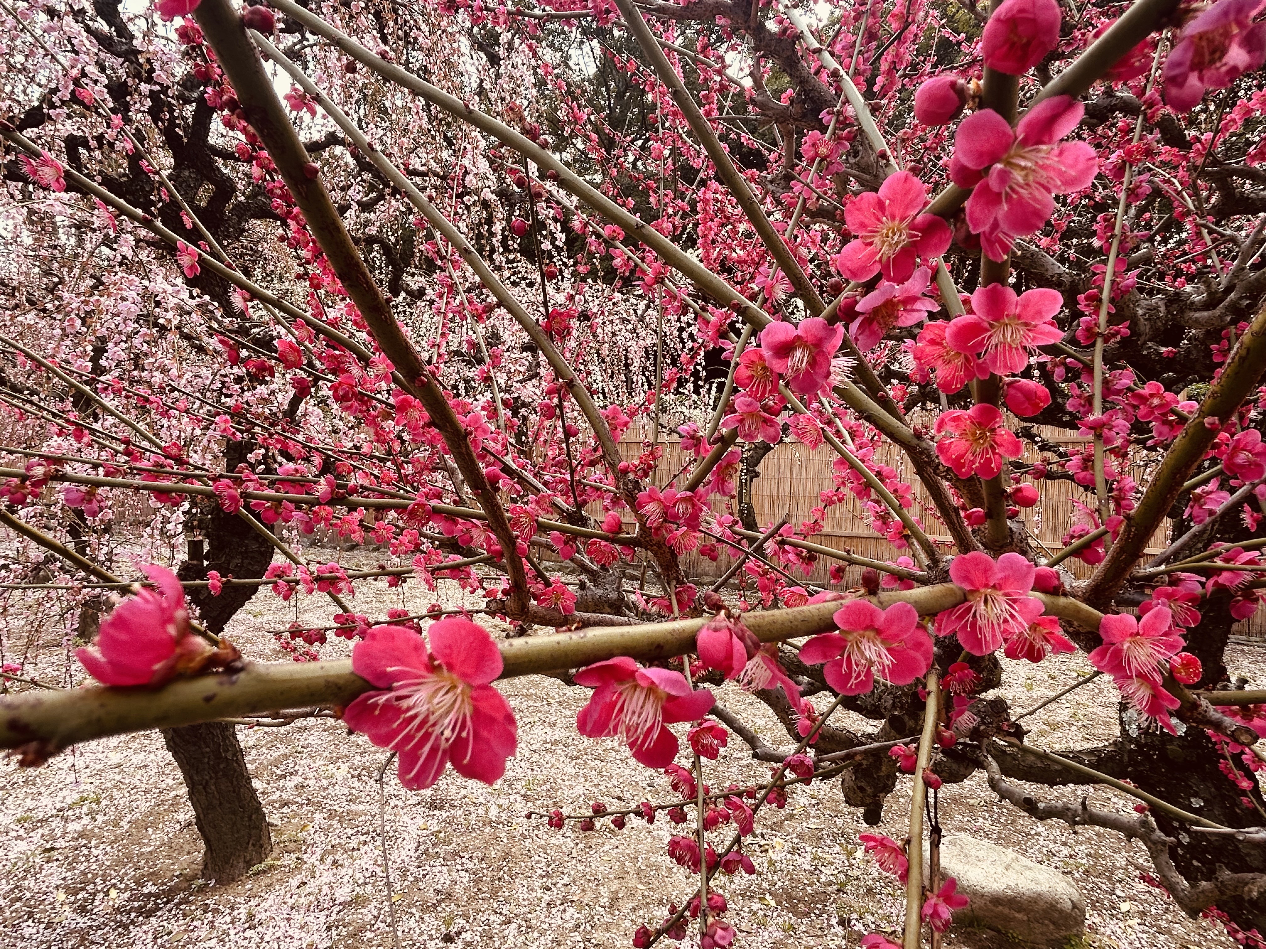 梅まつりのしだれ梅の写真