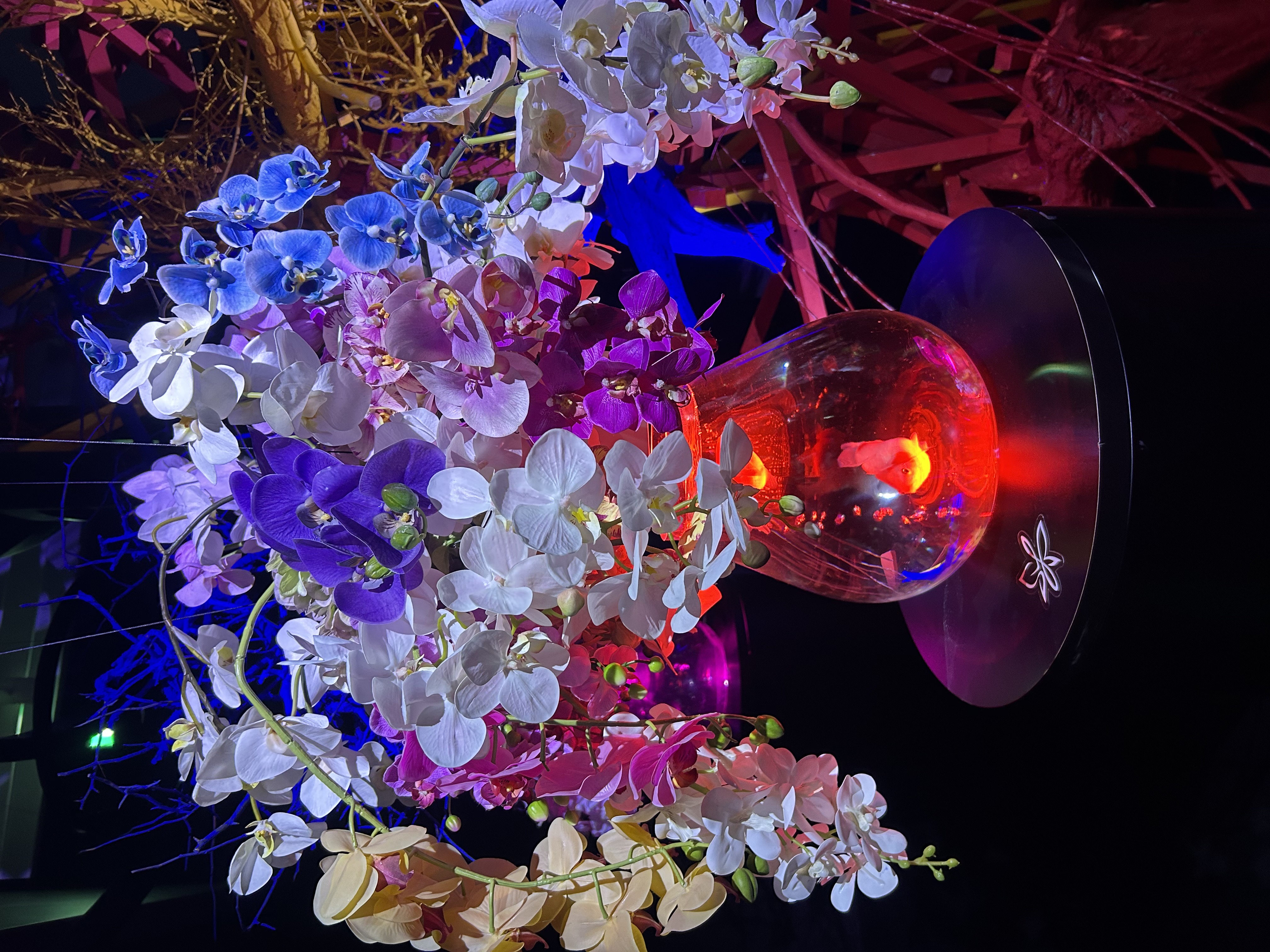 アクアリウム金魚の写真