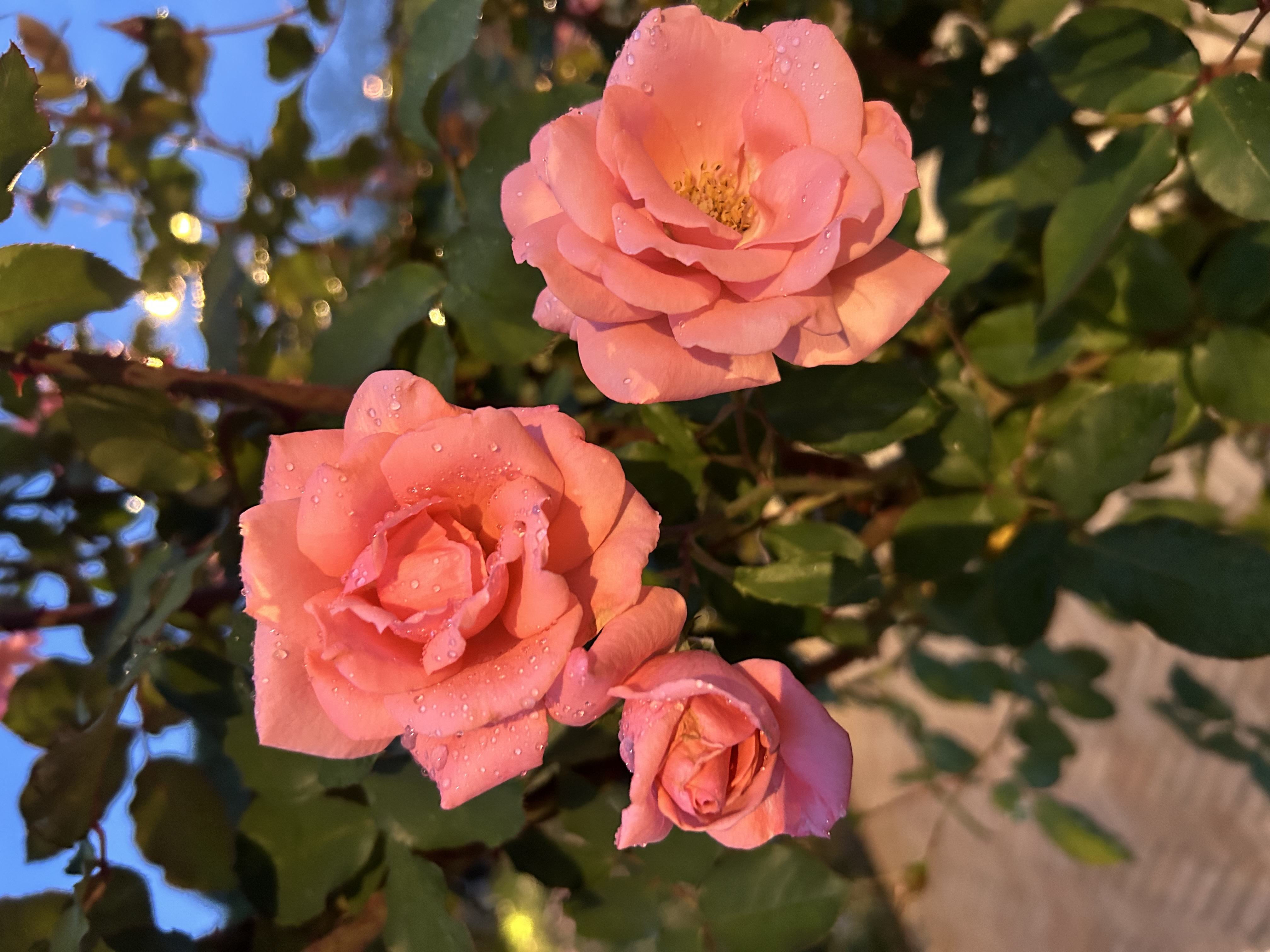 なばなの里ベゴニアの写真