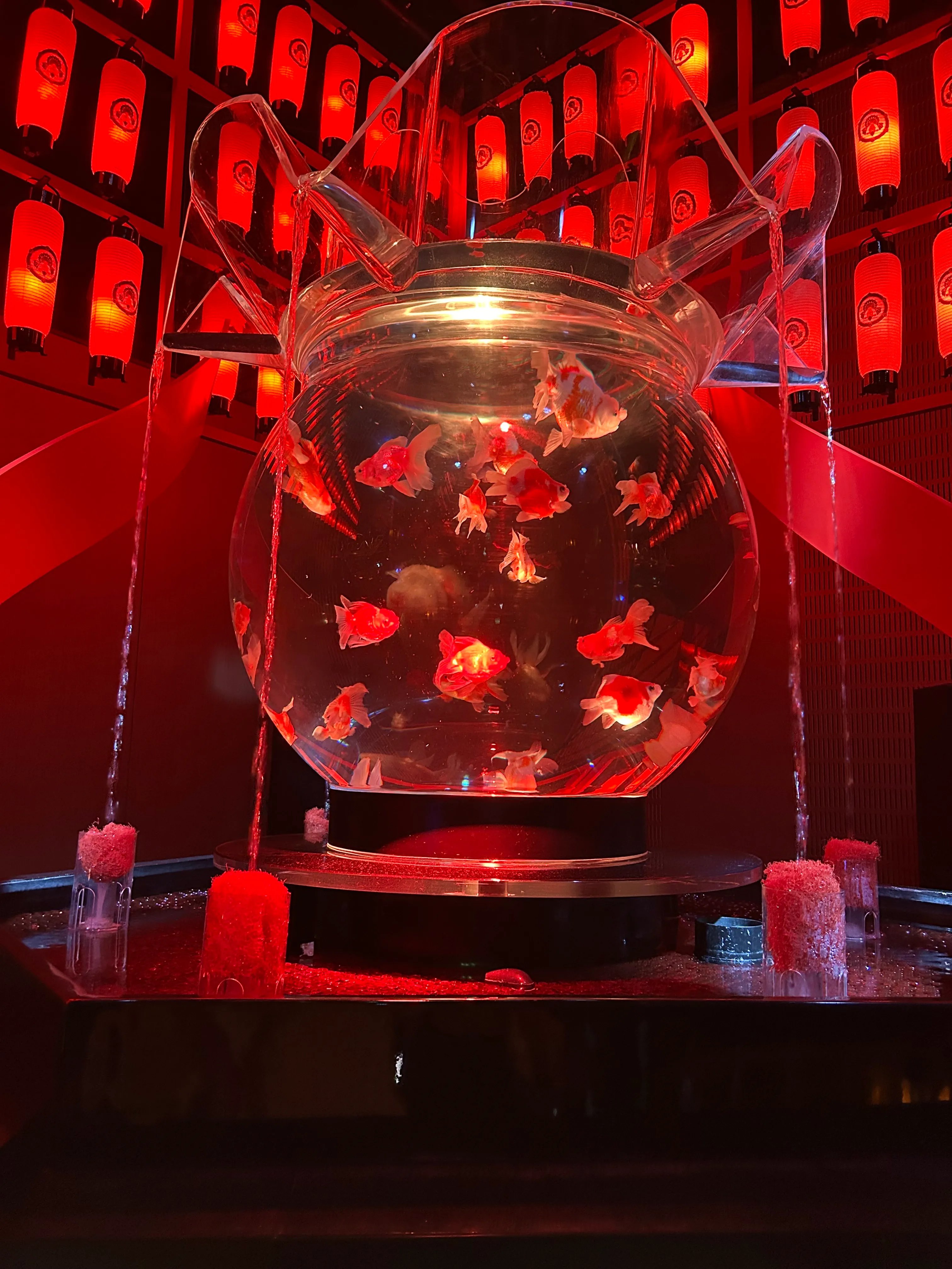 金魚の写真