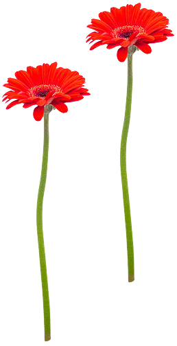 赤いガーベラの花