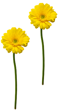 黄色のガーベラの花